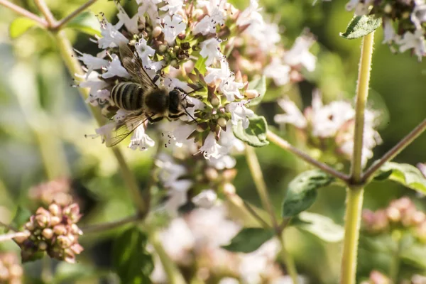 Primo piano di un'ape di miele che estrae il nettare forma le fioriture su una pianta di origano in giardino biologico — Foto Stock