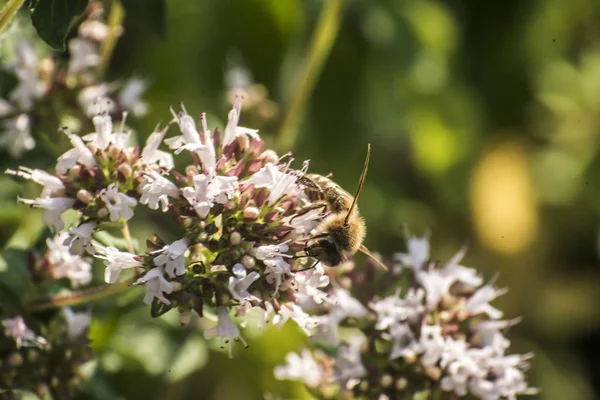 Perto de uma abelha de mel que extrai o néctar formam as flores em uma planta de orégano no jardim orgânico — Fotografia de Stock