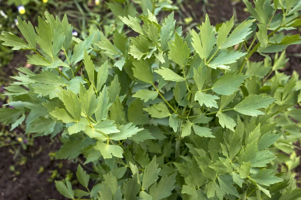 Selâmotu Bahçe yeşil yaprakları, Levisticum officinale — Stok fotoğraf