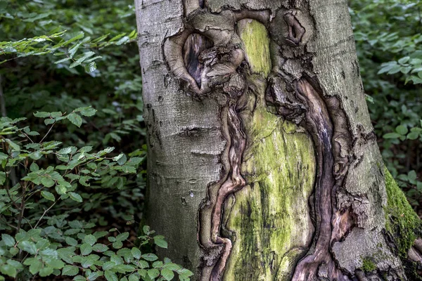 Velha árvore mossy assustador rachado casca córtex textura com verde floresta vegetal — Fotografia de Stock