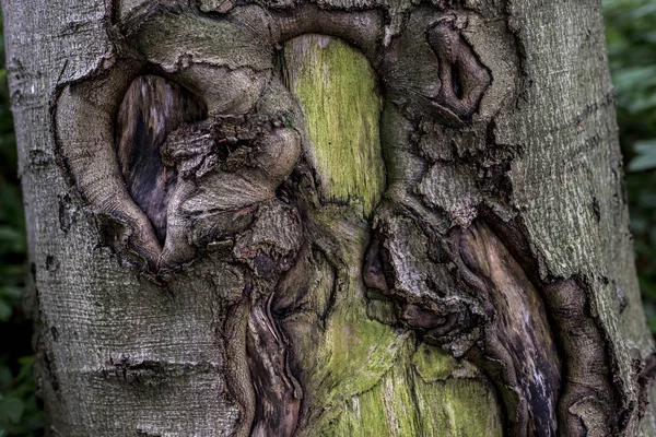 Antigua textura de corteza de árbol musgoso espeluznante agrietado con bosque de plantas verdes — Foto de Stock