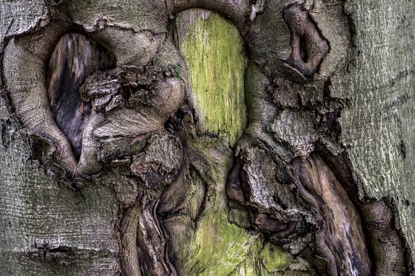 Παλιά ραγισμένα ανατριχιαστικό ποώδη δέντρο φλοιός φλοιός υφή με το δάσος πράσινο φυτό — Φωτογραφία Αρχείου