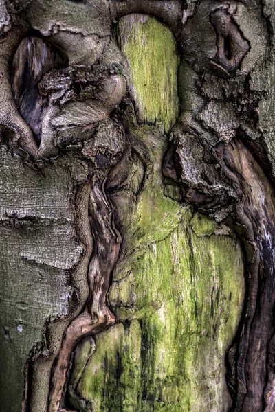 Παλιά ραγισμένα ανατριχιαστικό ποώδη δέντρο φλοιός φλοιός υφή με το δάσος πράσινο φυτό — Φωτογραφία Αρχείου