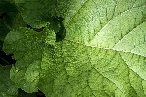 Arka plan makro bitki deseni olarak yeşil bir yaprak dokusu