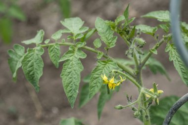 Sarı domates çiçek şube terk biyo organik sağlıklı açık Almanya makro portre