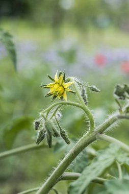 Sarı domates çiçek şube terk biyo organik sağlıklı açık Almanya makro portre