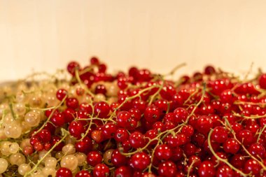 Doğal arka plan meyveleri kırmızı beyaz kuş üzümü meyve biyo organik arka bahçesinde sağlıklı açık üretmek Almanya makro yakın çekim