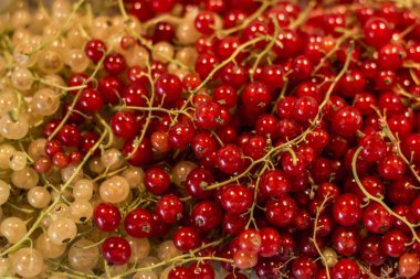 Doğal arka plan meyveleri kırmızı beyaz kuş üzümü meyve biyo organik arka bahçesinde sağlıklı açık üretmek Almanya makro yakın çekim