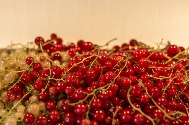 Doğal arka plan meyveleri kırmızı beyaz kuş üzümü meyve biyo organik arka bahçesinde sağlıklı açık üretmek Almanya makro yakın çekim