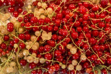 Doğal arka plan meyveleri kırmızı beyaz kuş üzümü meyve biyo organik arka bahçesinde sağlıklı açık üretmek Almanya makro yakın çekim