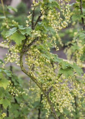 Frenk üzümü bitki olgunlaşmamış çiğ kırmızı beyaz kuş üzümü meyve biyo organik arka bahçesinde sağlıklı açık üretmek Almanya makroyu kapatın
