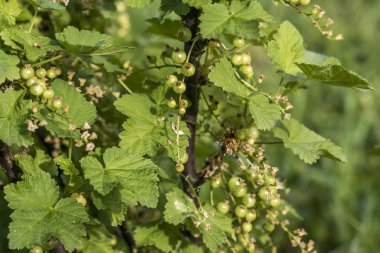 Frenk üzümü bitki olgunlaşmamış çiğ kırmızı beyaz kuş üzümü meyve biyo organik arka bahçesinde sağlıklı açık üretmek Almanya makroyu kapatın