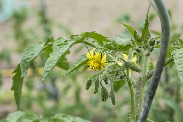 yellow tomato flower branch leave bio organic healthy outdoor germany macro closeup