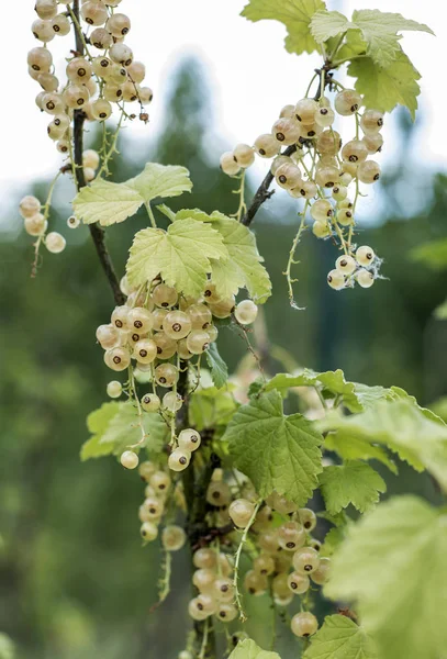 Növény érett fehér ribizli bogyók, gyümölcsök bio bio kiskert egészséges szabadtéri termelnek Németország makró közelről — Stock Fotó