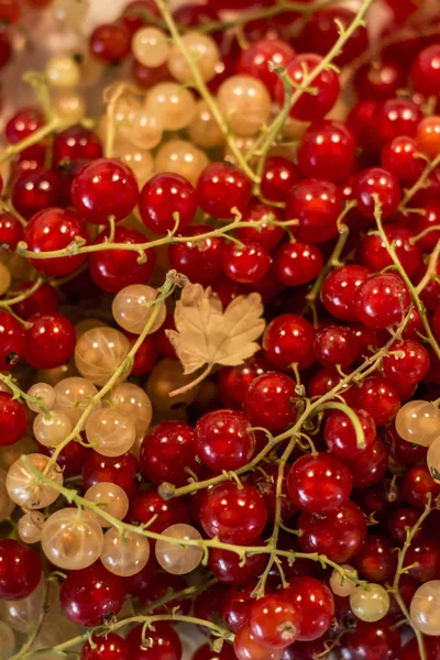 Natürliche Hintergrund Beeren rot weiß Johannisbeere Früchte Bio Bio Hinterhof gesunde Outdoor-Produkte Deutschland Makro Nahaufnahme — Stockfoto