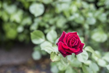 Romantik Sevgiliye aşk ayrıntı closeup kırmızı gül bahçesinde