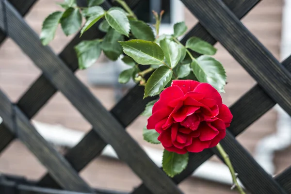 रोमांटिक वेलेंटाइन प्यार विवरण बगीचे में लाल गुलाब बंद करें — स्टॉक फ़ोटो, इमेज