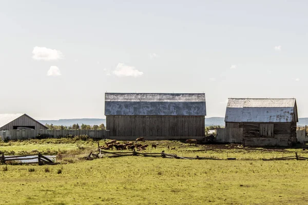 Rural Ontario Farm with Barn Silo storage agriculture animals Canada farming — Stock Photo, Image