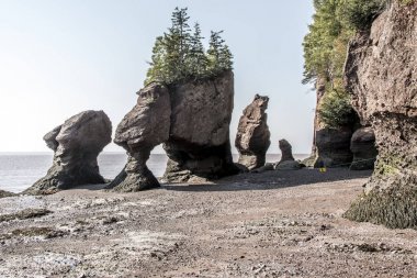 en büyük deprem dalgası Fundy Körfezi New Brunswick Kanada ünlü Hopewell kayalar geologigal oluşumları, düşük gelgit