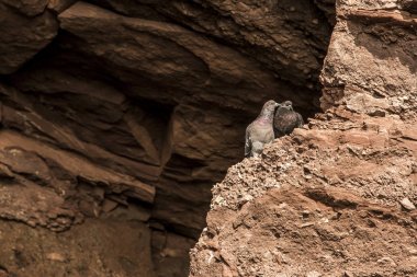 Rock güvercinler ünlü Hopewell kaya oluşumları düşük tide en büyük deprem dalgası Fundy Körfezi New Brunswick Kanada, aşk