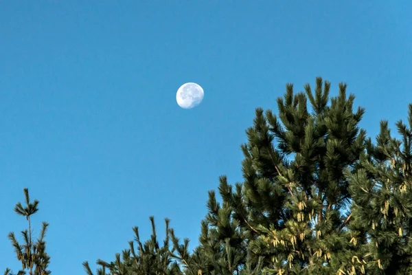 Měsíc s modrou oblohou v denní době za rozmazané větvičky stromů v popředí — Stock fotografie