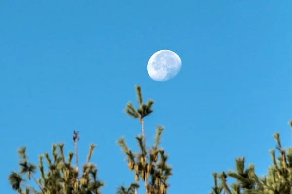 A lua com céu azul no tempo do dia atrás de galhos borrados de árvores em primeiro plano — Fotografia de Stock