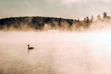 İki nehir algonquin Milli Parkı Ontario Ake Yüzme ördek Kanada gün batımı gündoğumu kadar sis sisli arka plan ile