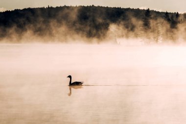 İki nehir algonquin Milli Parkı Ontario Ake Yüzme ördek Kanada gün batımı gündoğumu kadar sis sisli arka plan ile