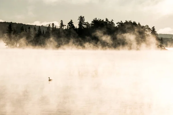 Pato nadando ake de dos ríos en algonquin parque nacional ontario canada puesta de sol amanecer con mucha niebla fondo — Foto de Stock