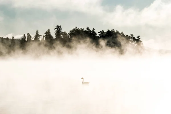 Kacsa úszás ake két folyók algonquin nemzeti park ontario Kanada naplemente, napkelte-sok köd ködös háttérrel — Stock Fotó
