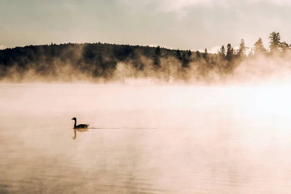 Pato nadando ake de dos ríos en algonquin parque nacional ontario canada puesta de sol amanecer con mucha niebla fondo —  Fotos de Stock