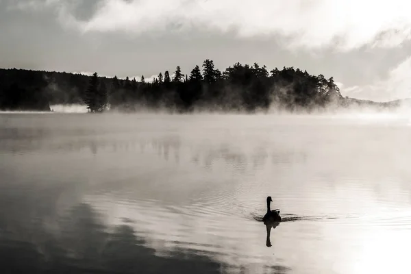 Качка плавання Аке двох річок в algonquin Національний парк Онтаріо Канада захід сонця Схід сонця з багато туман Туманний фоном — стокове фото