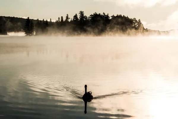 Pato nadando ake de dos ríos en algonquin parque nacional ontario canada puesta de sol amanecer con mucha niebla fondo —  Fotos de Stock
