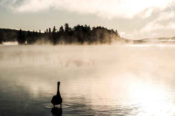 Kaczka, pływanie ake dwóch rzek w algonquin park narodowy ontario Kanada zachód Słońca Wschód słońca z dużo mgła mglisty tło — Zdjęcie stockowe