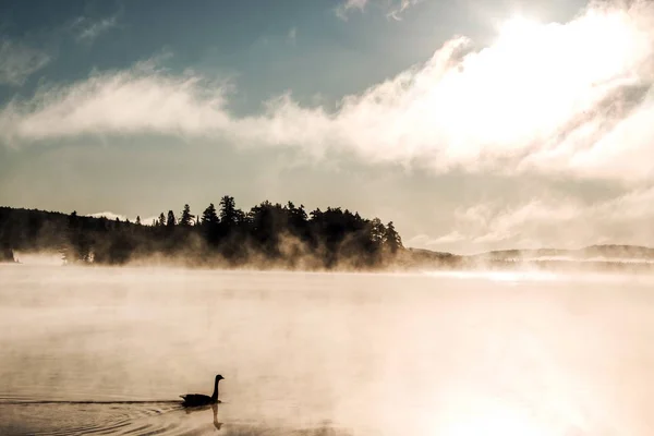 Pato nadando ake de dos ríos en algonquin parque nacional ontario canada puesta de sol amanecer con mucha niebla fondo —  Fotos de Stock