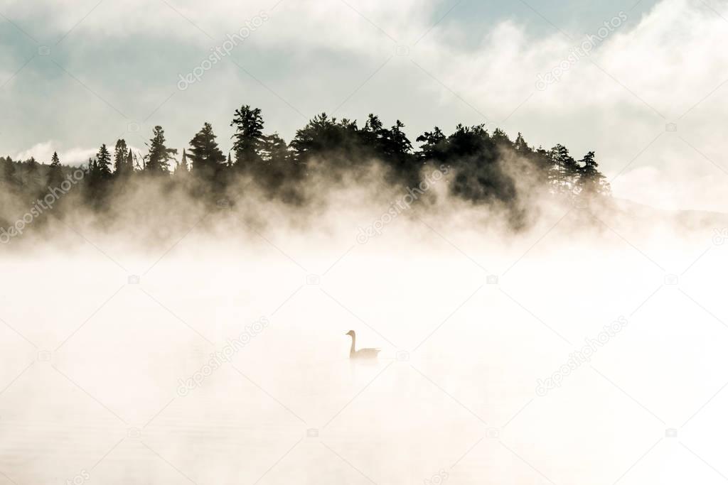 Duck swimming ake of two rivers in algonquin national park ontario canada sunset sunrise with much fog foggy background