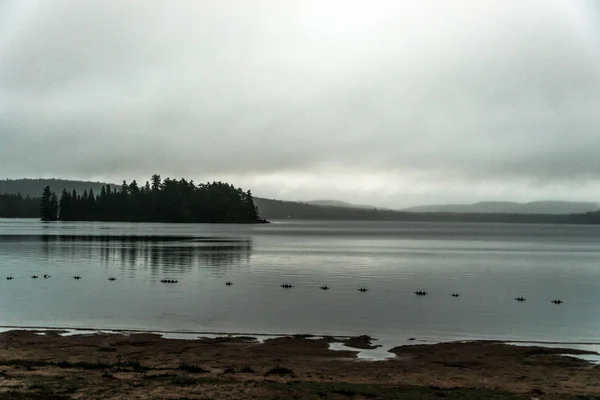 加拿大安大略湖二条河灰色早晨黑暗的大气小松树海岛在水阿冈昆国家公园 — 图库照片
