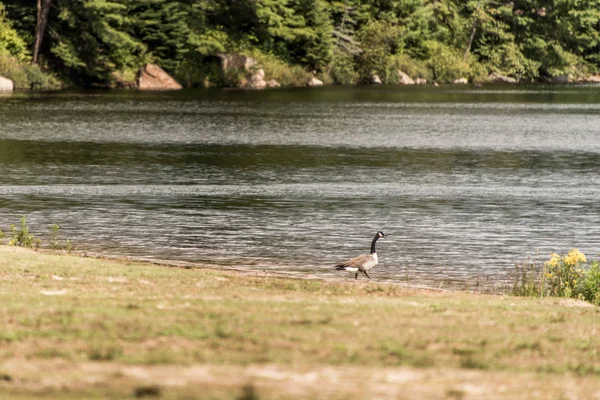 Patos nadando en el lago de dos ríos en el parque nacional algonquin ontario canada fauna fondo — Foto de Stock