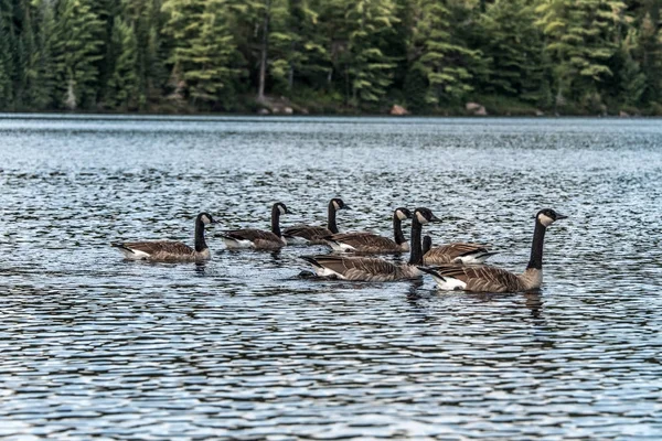 Ördek Yüzme iki nehir algonquin Milli Parkı Ontario Gölü üzerinde Kanada yabani hayvanlar ve bitkiler arka plan — Stok fotoğraf