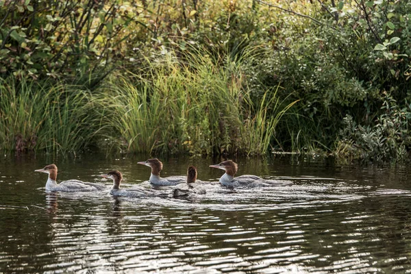 Bir grup genç ortak Loon civciv algonquin Milli Parkı Ontario, Kanada içinde iki nehir göl kenarında Yüzme — Stok fotoğraf