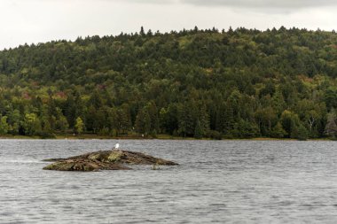 Doğal görünümünde kuşlar ile Gölü ve çam ağacı Adaları onlara Algonquin İl Milli Parkı Ontario Kanada