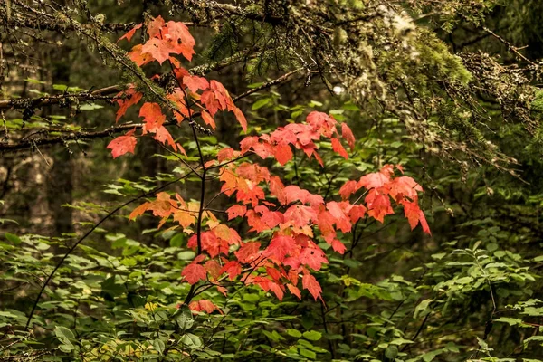 Ontario algonquin Nationalpark bunte Bäume und Ahornblätter mit farbenfroher Vegetation Herbst Zeit genannt indischen Sommer — Stockfoto