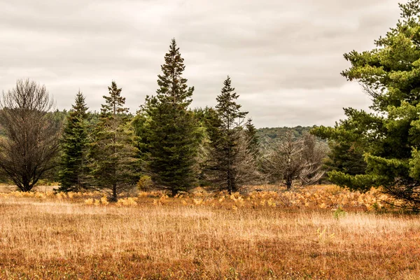 Ontario Algonquin Park Narodowy kolorowe drzewa roślinność spadek czasu nazywany Babie lato — Zdjęcie stockowe