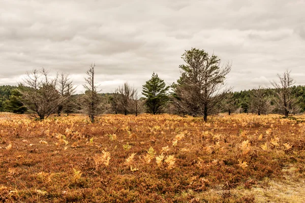 Ontario Algonquin nationalpark färgglada träd vegetation faller gång kallas Brittsommar — Stockfoto