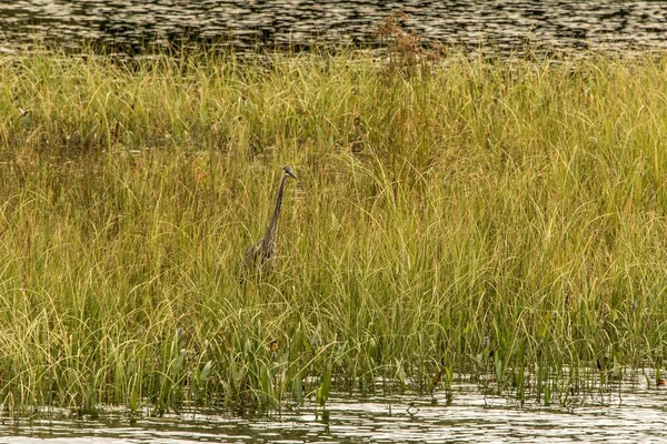 Grey Heron caccia di pesce zona allagata in Ontario Canada lago di algonquin parco nazionale sullo sfondo — Foto Stock