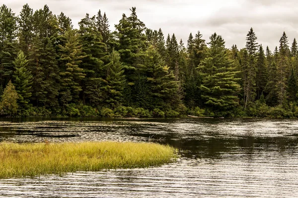 Reiger vis jacht overstroomd gebied in Ontario Canada meer van algonquin nationaal park op de achtergrond — Stockfoto
