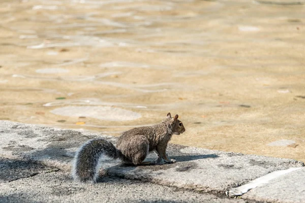 보스턴, 매사 추세 츠, 미국 보스턴 공공 공원 시내에 다람쥐 — 스톡 사진