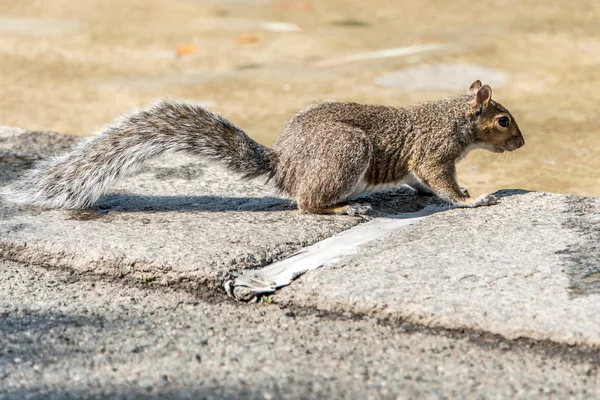 Squirrel at Boston Common public park downtown Boston, Massachusetts, the United States — Stock Photo, Image