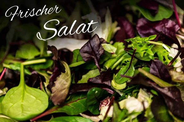 Frischer salat bedeutet frischer salat mit gemischtem grünen salat rucola mesclun mache aus der nähe gesunde kost mahlzeit — Stockfoto