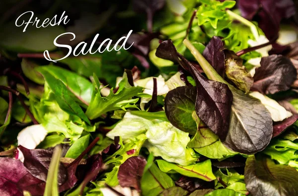 Frischer Salattext mit gemischtem Gemüse Salat Rucola Mesclun mache Nahaufnahme gesunde Nahrung Mahlzeit — Stockfoto